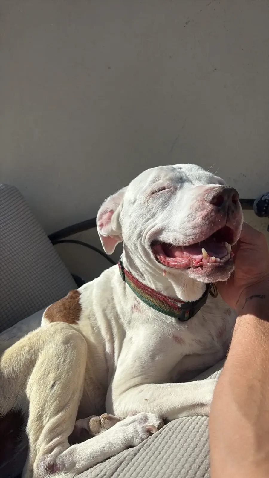 Ruca, Garrett's 15-year-old pit bull, smiling in the sun with her eyes closed
